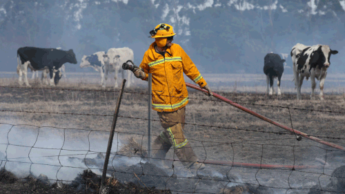 A firefighter puts out hot spots in Cobden, western Victoria. (AAP)