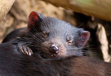 Which term best describes the diet of the Tasmanian devil?