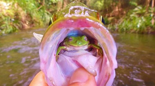 Angler finds live frog in fish's throat