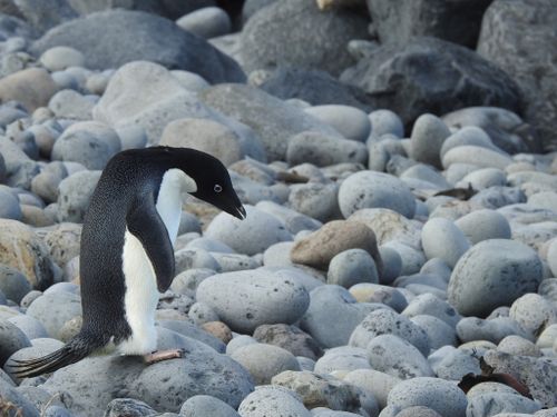 Pingu starred at the rocks and the water before he decided to venture into the ocean.