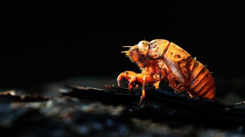 Millions of cicadas to emerge in the US for the first time in 17 years