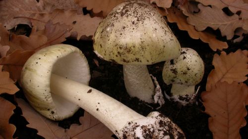 Deadly mushroom warning issued for Melbourne after rain spawned death cap mushrooms