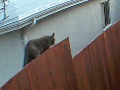 House cat that San Fransico police mistook for a mountain lion
