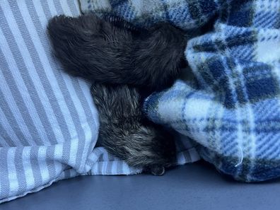 Hills Cat Rescue Neonatal Kittens Found Riverstone