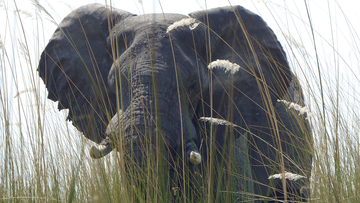 In this Sept. 5, 2016 photo, an elephant, in Botswana&#x27;s Okavango Delta, allowed viewers a close approach via a boat drifting quietly through tall grass.  (Dean Fosdick via AP)