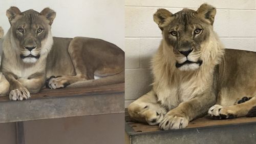Before and after: Lioness Bridget has grown a mane.