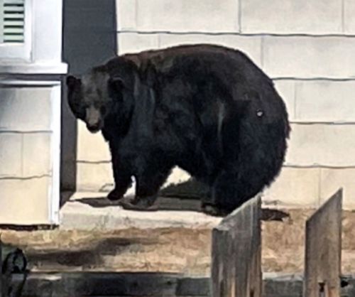 Locals dubbed the bear "Hank the Tank" after a spate of property damage.