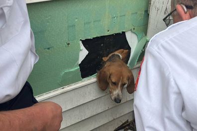 Sumter Police Department rescues stuck dog
