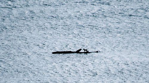 Castaway dog survives on floating log