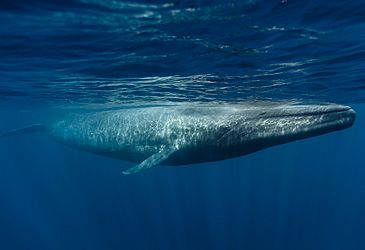 Which genus of infraorder cetacea does the blue whale belong to?
