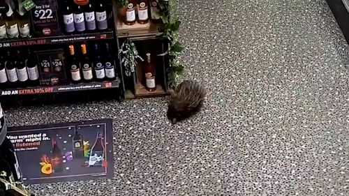 Thirsty echidna pays a visit to NSW bottle shop