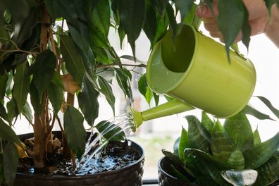 Watering plants