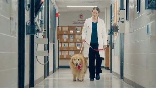 The ad shows the beloved dog playing on the beach before walking down the halls of the veterinary clinic. 