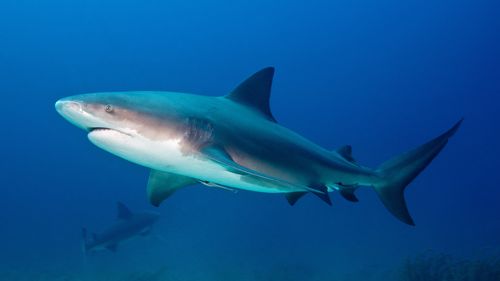 TUBARÃO-BULL, Carcharhinus leucas, Carcharhinidae, Bahamas, Caribe