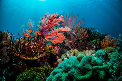 8. Great Barrier Reef, Australia