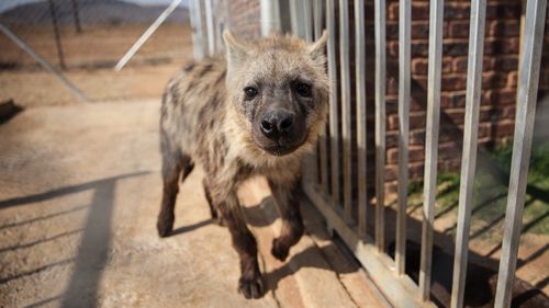 Teen attacked by hyena in South Africa's Kruger Park