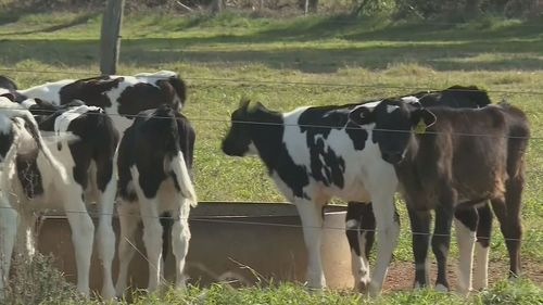 Workers say while milk prices have surged, workers processing the milk have yet to see their share.
