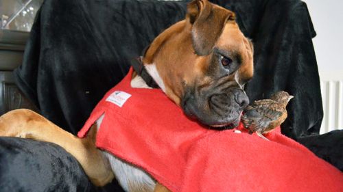 Boxer Rusty appears to have assumed guardianship for a thrush chick abandoned by its mother. (Facebook/Rusty the Gentle Giant)