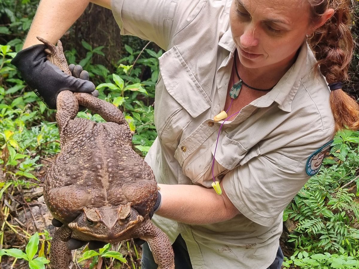 Giant cane toad discovered in Australia dubbed 'Toadzilla