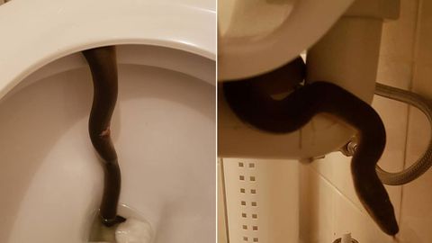 Snake found in woman's toilet