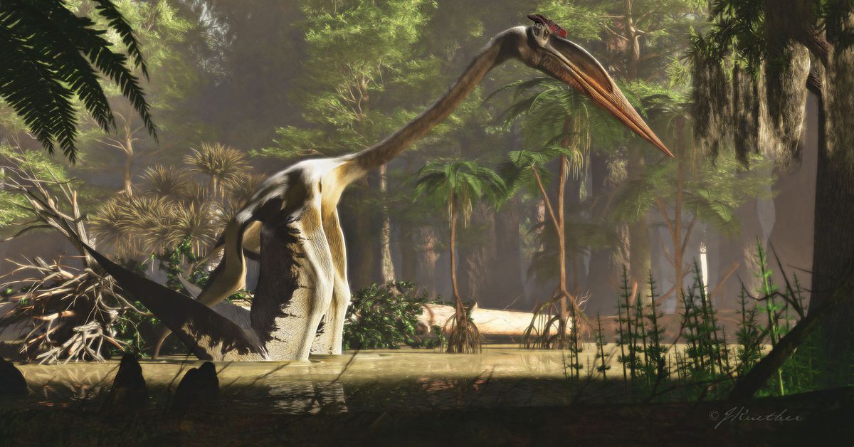 Colossal winged reptile is the largest known flying animal ever to live on the planet - 9News