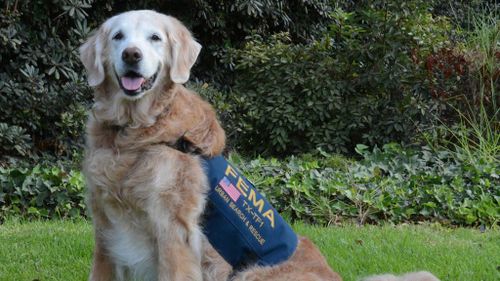 The last-known surviving dog who searched Ground Zero has passed away. (Facebook)