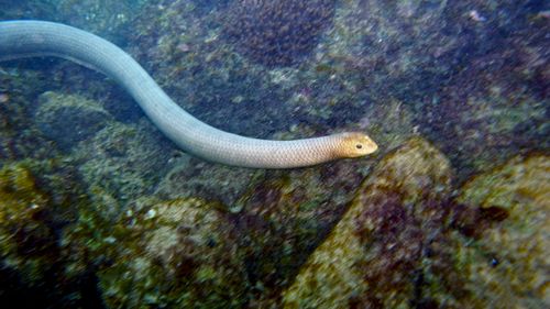 Olive-headed Seasnake, Disteira major in Bundaberg, Great Barrier Reef, Queensland