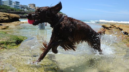 Pet owners should provide cool, shaded and ventilated areas for their pets.