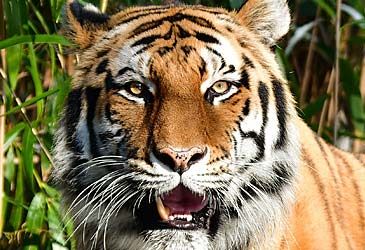 Which nation is home to more captive tigers than there are in the wild?