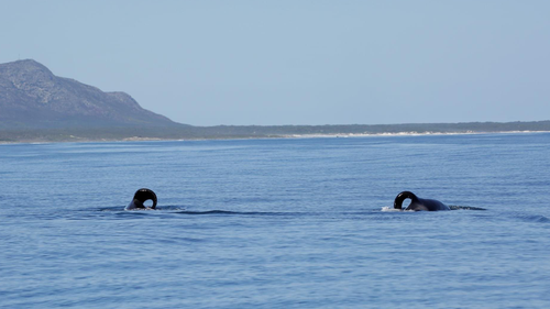 The two orcas, Port and Starboard, have been hunting sharks off the Gansbaai coast, east of Cape Town. 