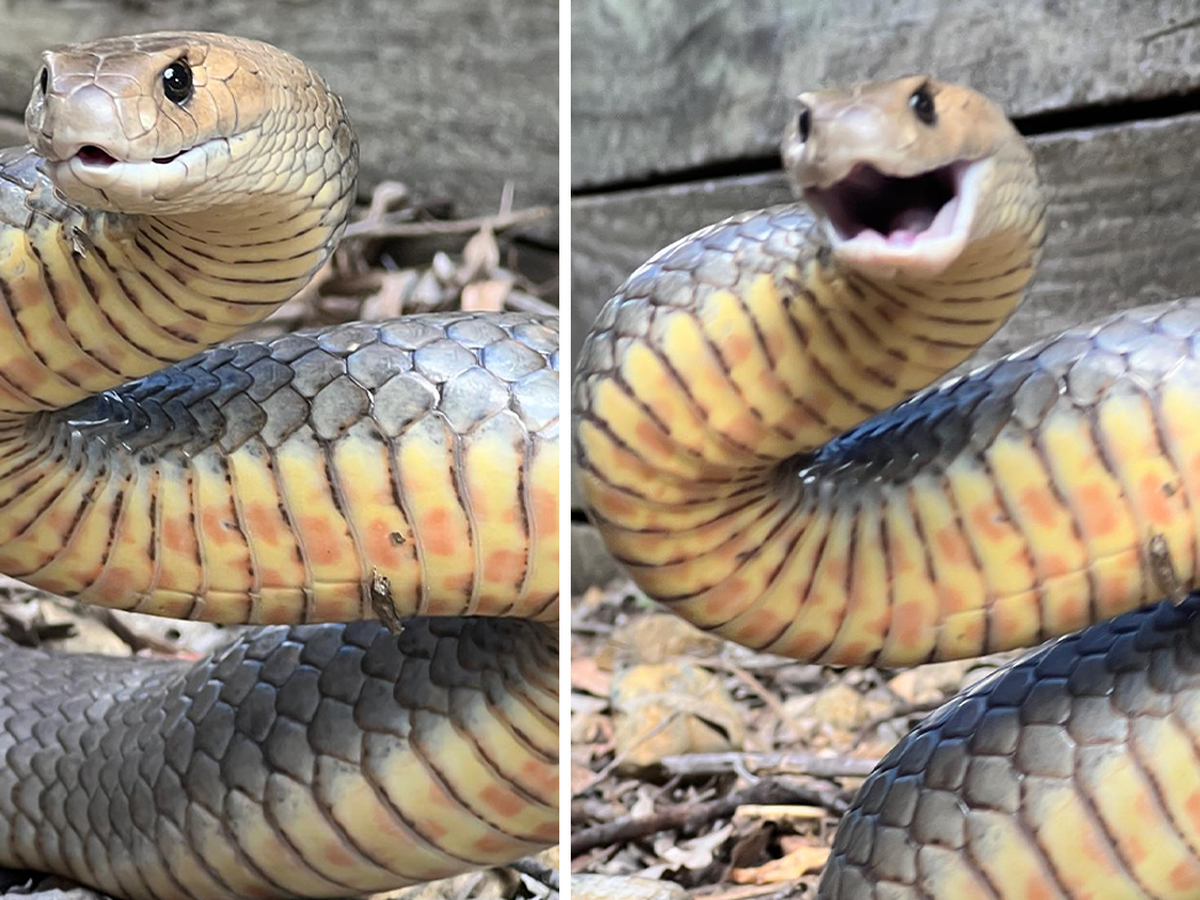 Snake news: 'Weapon' of a brown snake found in Aussie backyard, days after  vibrant orange variation is captured