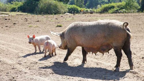 Woman eaten by pigs after fainting and suffering seizure on Russian farm