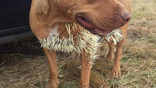Quills also became lodged in Mahalo's lungs and heart. (GoFundMe/Mahalo's Fight)