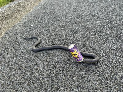 The slithery unwelcome stranger and a pipe snake that escaped death