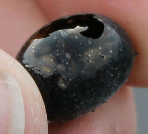 Pele's Tear found by (Hawaiian Volcano Observatory)