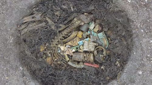 All the birds the filmmaker cut open had consumed plastic. Picture: Chris Jordan