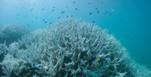 This shows the Great Barrier Reef suffering mass bleaching at Vlassoff Cay, near Cairns. (AAP)