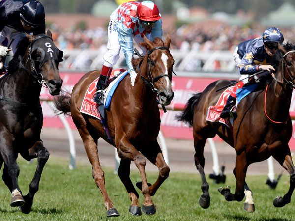 Three-time Melbourne Cup runner-up Red Cadeaux. (Supplied)