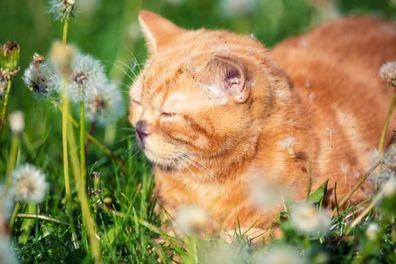 Cat in grass