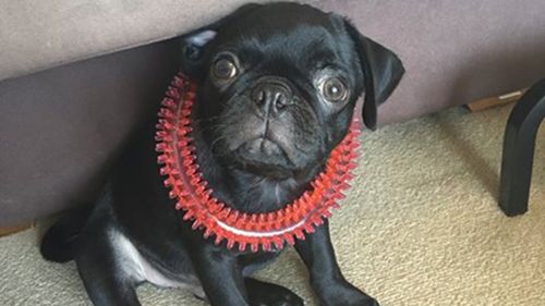 Egg the pug is still missing but wasn't stolen at knife point. (Supplied/NSW Police)