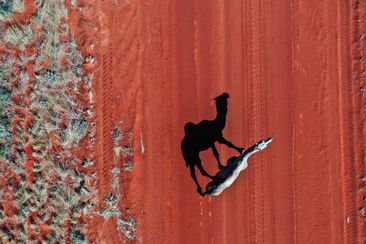 Real estate property Domain house home desert camel roaming aerial outback