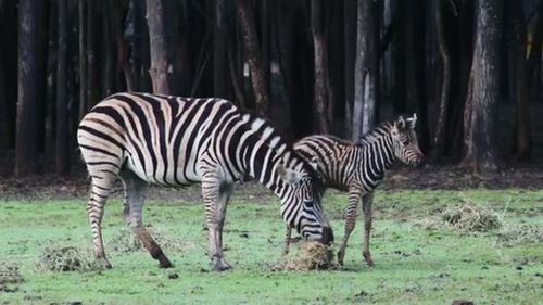 Dubbo zoo welcomes baby zebra 