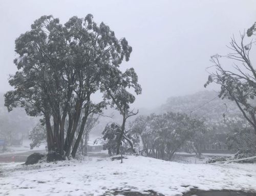 Mount Baw Baw, in Victoria's west, got a dumping of snow last night. (9NEWS)