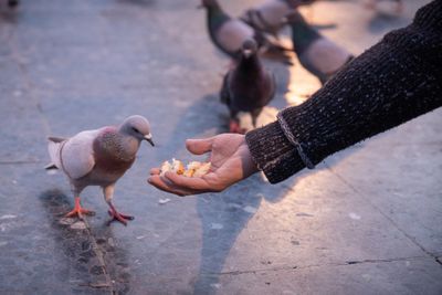 No feeding pigeons in San Francisco