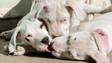 A closeup shot of beautiful Dogo Argentino puppies playing with each other