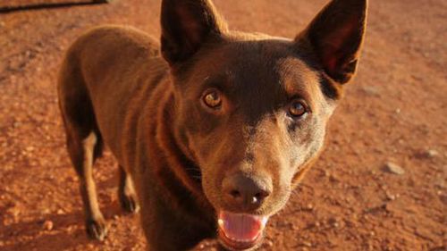 The late kelpie Koko brought real bark - and heart - to the outback. Rest in peace, Koko.<br/>