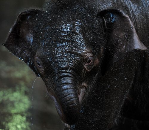 Staff at the zoo noticed Tukta appeared lethargic before an emergency treatment for Elephant Endotheliotropic Herpes began.