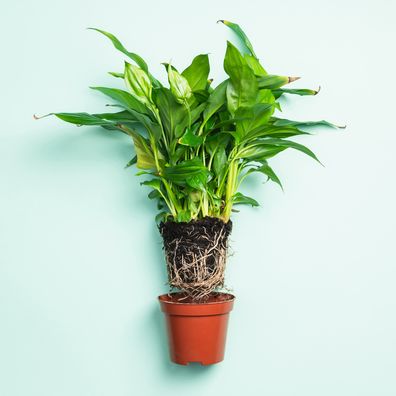 Spathiphyllum with root ball and flower pot on a bluish background. Transplanting and propagating home house plants. Houseplant care. Gardening and floristry as a hobby.Flower diseases.