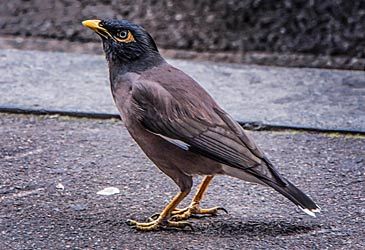 The common myna originated in what part of the world?
