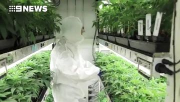 New footage released of Victoria’s medicinal cannabis crop